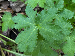 Sanicula crassicaulis