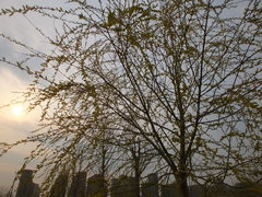 Salix babylonica