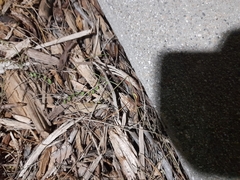 Pycnoscelus surinamensis