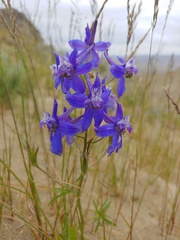 Delphinium glareosum
