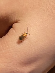 Diabroticina