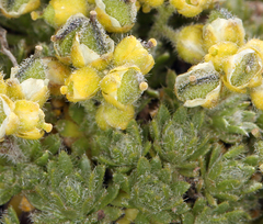 Draba densifolia