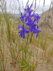 Delphinium glareosum