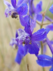 Delphinium glareosum