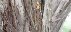Chauliognathus imperialis