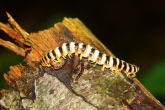 Arthrophaga myriapodina