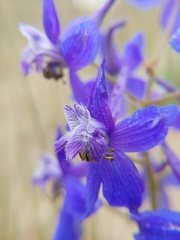 Delphinium glareosum
