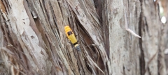 Chauliognathus imperialis