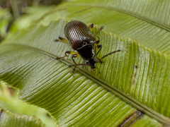 Tanychilus metallicus