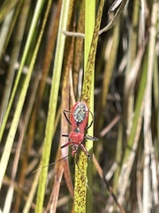 Gminatus australis