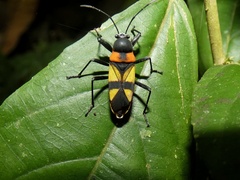 Fibrenus gibbicollis