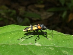 Fibrenus gibbicollis