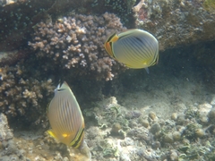 Chaetodon trifasciatus