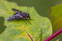 Scaptia