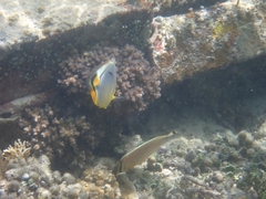 Chaetodon trifasciatus