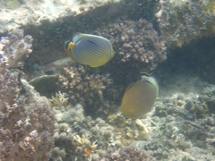Chaetodon trifasciatus