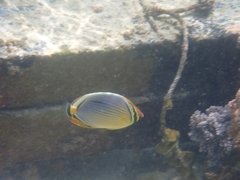 Chaetodon trifasciatus