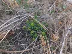 Euphorbia pekinensis