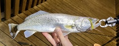 Cynoscion nebulosus
