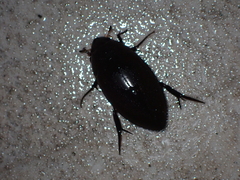Hydrophilus ensifer