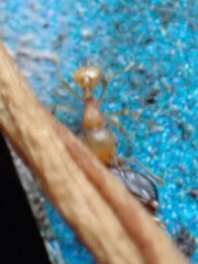 Wasmannia auropunctata