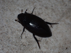 Hydrophilus ensifer