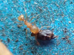 Wasmannia auropunctata