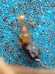 Wasmannia auropunctata