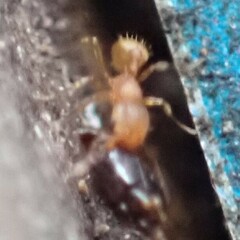 Wasmannia auropunctata