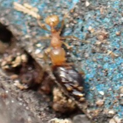 Wasmannia auropunctata