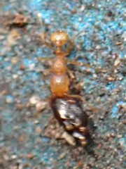 Wasmannia auropunctata