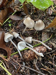 Mycena robusta