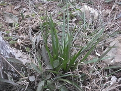 Tradescantia ohiensis