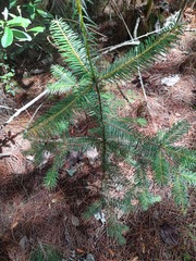 Abies religiosa