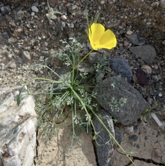 Eschscholzia papastillii