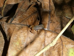 Silverstoneia flotator