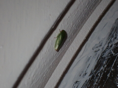Acusana