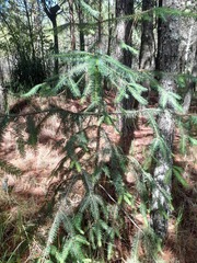 Abies religiosa