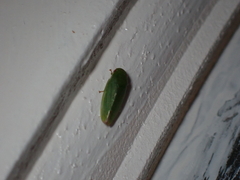 Acusana