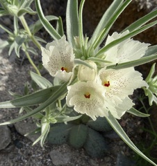 Mohavea confertiflora