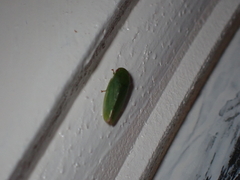 Acusana