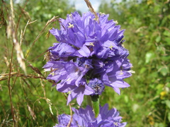 Campanula cervicaria