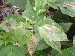 Calycomyza eupatorivora