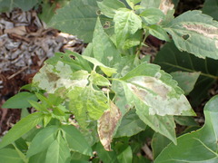 Calycomyza eupatorivora
