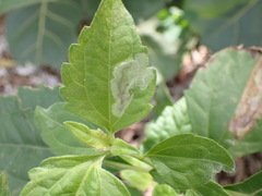 Calycomyza eupatorivora