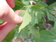 Calycomyza eupatorivora