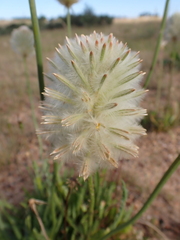 Ptilotus macrocephalus
