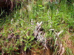 Euphrasia collina paludosa