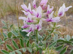 Astragalus succumbens