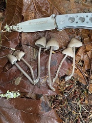 Mycena robusta